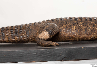 Crocodile  2 leg 0001.jpg
